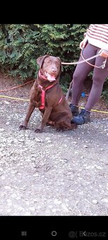 Labrador - 4