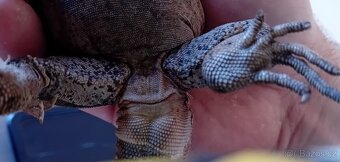 Samec Čukvala zavalitá ( sauromalus ater) - 4