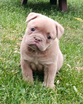 Staroanglický Bulldog, old english buldok, anglického tipu - 4