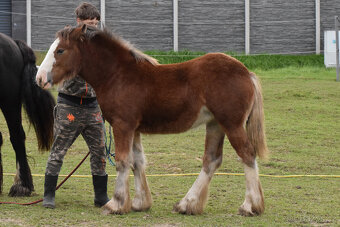 klisnička irský cob - 4