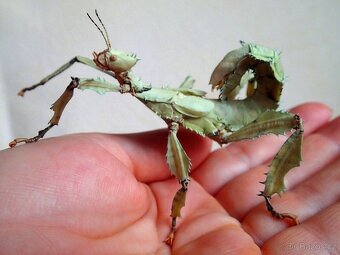 Pakobylky/strašilky-Strašilka australská-Extatosoma tiaratum - 4