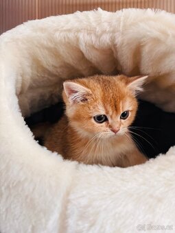 Britské zlaté činčily s PP pro chov - 4