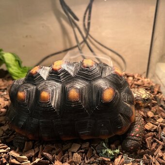Suchozemská želva uhlířská - 4