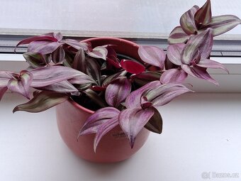 Rostlina. Květina. I s ozdobným květináčem. - 4