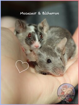 Barevné fancy myšky - 4