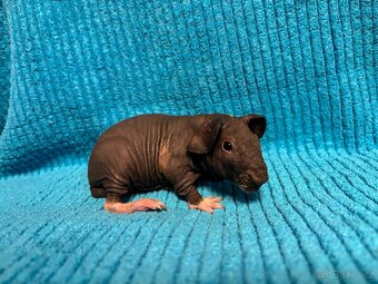 Skinny morčátka, samci - 4