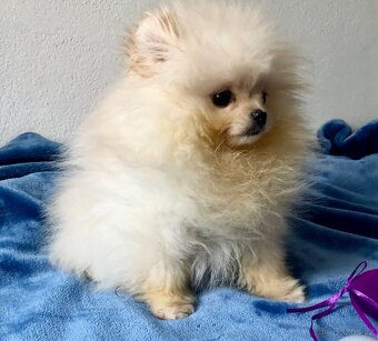 Pomeranuan štěňátko(mini)s Pp - 4