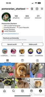 Pomeranian s PP FCI, kluci - 4