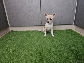 chihuahua stenatka - 4