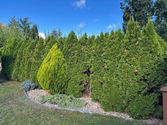 Thuje Smaragd cca 40ks za odvoz - 4