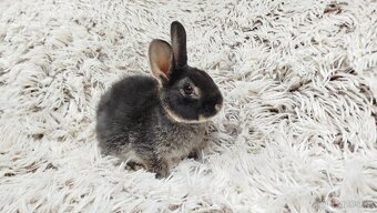 Zakrslý králík, králíček-(REX)-DAISY - 4