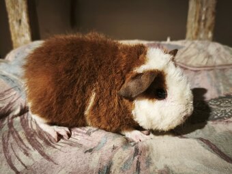 Morče sameček US Teddy - 4