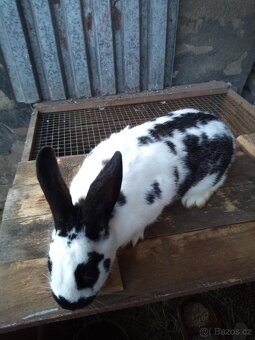 Králíci do chovu - 4