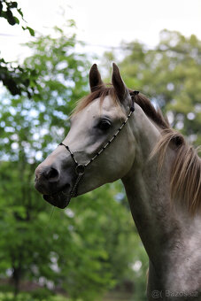 Arabský plnokrevný valach - 4