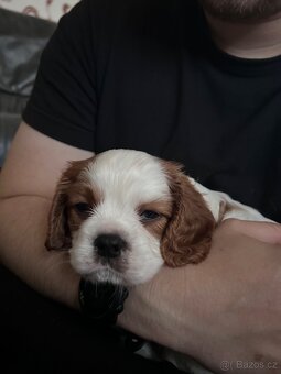Pes Kavalír King Charles Spaniela na krytí - 4
