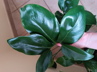 Philodendron Fun bun - 4