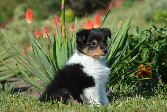 Shetlandský ovčák, pes Sheltie - 4