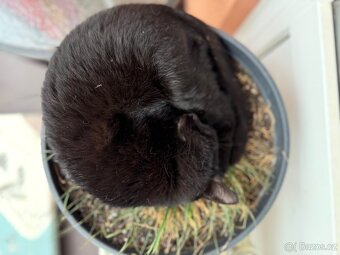 Kočička Luna - 5-6 měsíců - 4