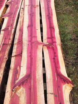 Fošny jalovec viržinský - 4