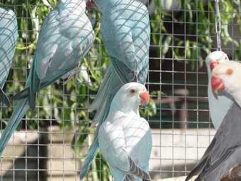 Prodám Alexandry malé 2025 - 4