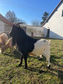 Zakrslý holandský kozel - 4