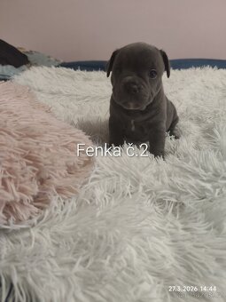 Stafordšírský bulteriér - 4