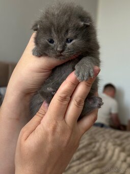 Britské koťátka whiskas - 4