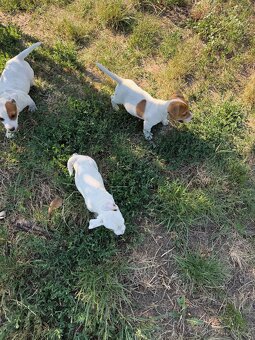 Jack Russell - 4