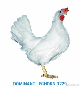 Prodej kuřat Dominant, brojleři - 4