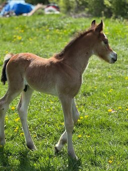 Welsh cob - hřebeček - 4