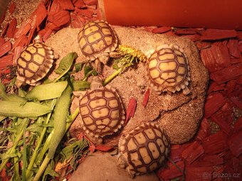 Geochelone Sulcata, želva ostruhatá 🐢 - 4