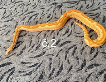 Boa constrictor - Hroznýš královský - 4