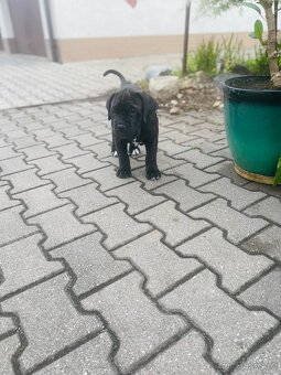 Cane Corso - 4