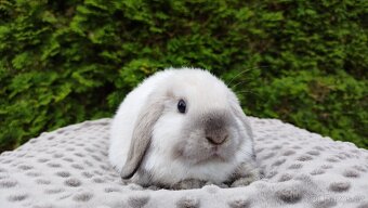 Zakrslý beránek, králíček, králík - JAMES - 4
