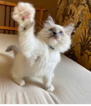 Ragdoll koťátka s PP - 4