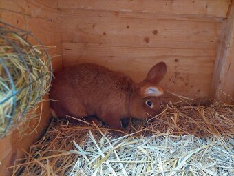 NOVOZELANDSKÝ ČERVENÝ - 4