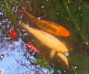 Koi-Kapr okrasné jezírkové ryby - 4