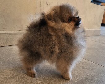 Pomeranian s PP - 4