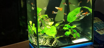 Paví očka a Endlerky - 4