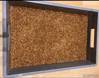 Moučné krmné červi - 4