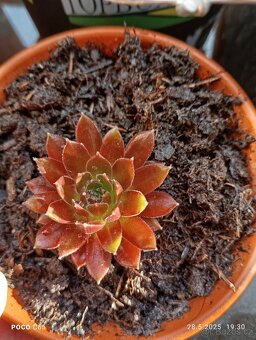 sazenice netřesků 5kč za kus,držáky na truhlíky,ačokča semen - 4