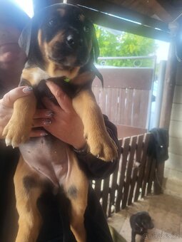 Labrador a Staford - 4