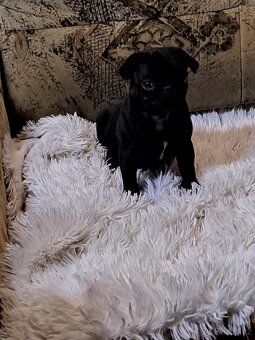 Mops - 4