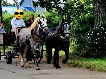 Predám ťažné kone a to Kobylu a Valacha všetko z papiermi - 4