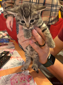 Koťátka do dobrých rukou - 4