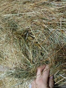 Seno z Vysočiny s dopravou - 4