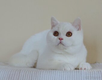 Britská krátkosrstá kočka s PP - 4