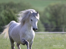 Welsh mountain pony-připouštění - 4