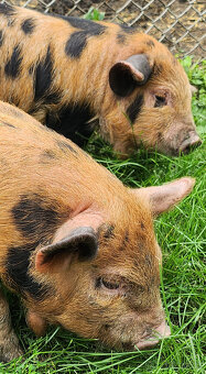 KUNE KUNE novozélandské pastevní prasátko - 4
