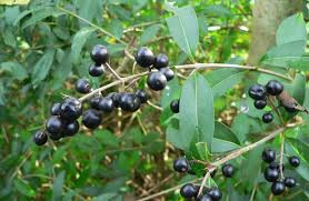 Ptačí zob, ligustrum na živý plot, sazenice - 4